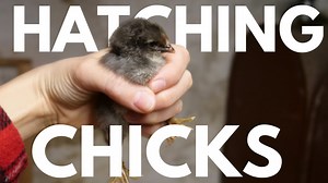 First experience incubating and hatching chicken eggs