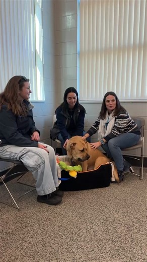 MSPCA-Angell on Instagram: "We are live with our in-shelter behavior team at MSPCA-Boston, featuring Alex! His adoption fee is waived until 12/14"