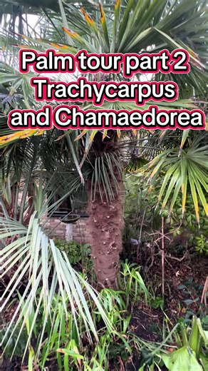 Palm tour part 2 Trachycarpus and Chamaedorea #palmtrees #exoticplants #hardypalms #rareplants #tropicalgarden