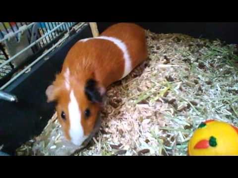 informations sur la reproduction d'un cochon-dinde