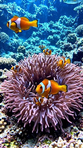 Why Do Clownfish Live Inside Deadly Sea Anemones? 🐠🌊