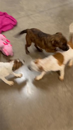 21K views · 633 reactions | Happy National Puppy Day from our new arrivals! These terrier pups were seized in a criminal abuse case. They were going to be euthanized since the case closed and they weren’t evidence anymore! Nope! Not these babies fault! FYI, not a local county! | Happy Tails | Facebook