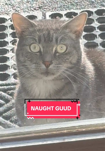 Exploring the Quirky World of Polydactyl Cats