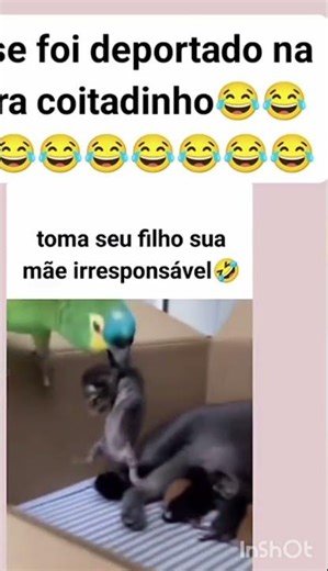o louro José pegou o gato pelo bico e foi leva pra a mãe dele