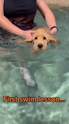 Cocker Spaniel Saxon (@saxon_cockerspaniel)’s video of puppy