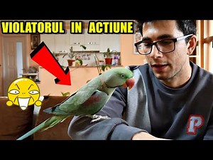 My Parrot CICO "rapes" me 🤣 - Talking parrot of the Alexander the Great breed 🐦❣️