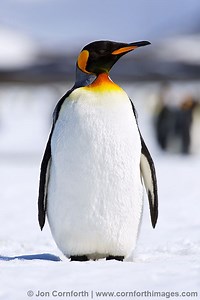 King penguin - Alchetron, The Free Social Encyclopedia
