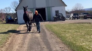 We have not one but ✌️ new additions to the farm to introduce to you💋💋 Both are colts and four days old. The first colt is Windermere’s Zeus. He is out of Summit’s Lori, a daughter of Windermere’s North American Maid and he is sired by Walkerbrae Sniper. Zeus is a large colt and its going take a few weeks for his long legs to move together in the right direction. We will post more pics and videos while he matures. The second colt is Windermere’s Arthur. He is sired by Bentley and out of our Ap