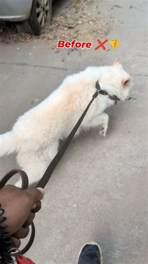 Battle-K9 on Instagram: "Some basic manners while Walking For Trainings, Behaviour issues & Online Trainings Contact:9795784328 #dogtraining #dogsofinstagram #beforevsafter #transformation #trending"