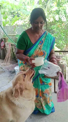 # Mera mummy Mere liye dahi lekar aaya Hai # My dog Teed ❤️, # golden retriever dog 🐕#