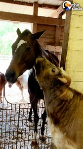 1.1M views · 30K reactions | Baby cow was desperate to make a friend, until he met someone who needed a friend just as much!  | The Dodo | Facebook