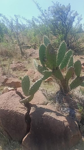 Exploring the Beauty of Cacti in Desert Landscapes