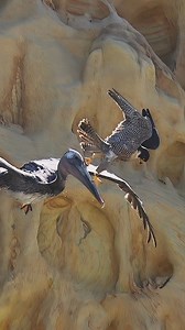 In a stunning acrobatiek stunt, Female Peregrine Falcon walking on a pelicans’ beak mid flight. Or it surely looks like it. #falcon #peregrinefalcon #birdsofprey | Tohid Azimi
