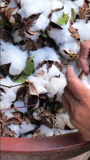 The Story Behind Organic Cotton