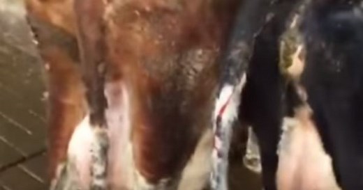 Fertility Signal: bleeding off | CowSignals®