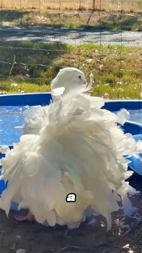 Beautiful Sebastopol geese#fyp #animal #knowledge