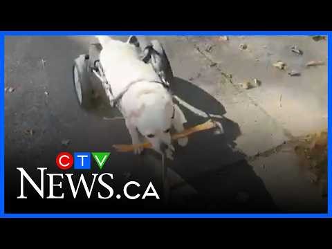 Community comes through for local pup