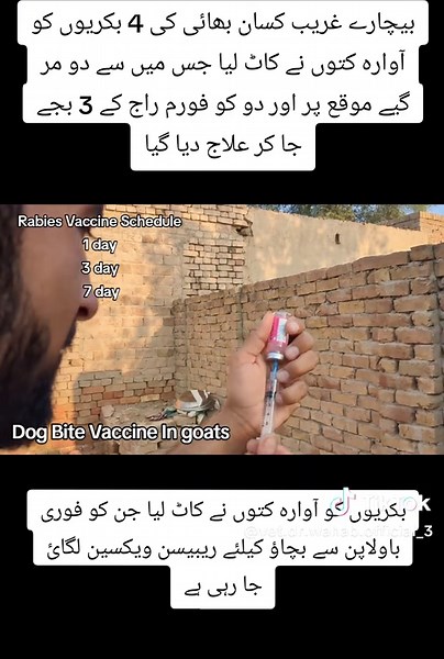 Rabies Vaccine for Goats: Essential Treatment Guide