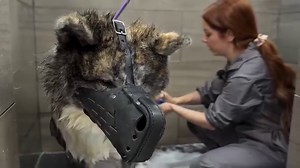 A Japanese Akita Inu With An Attitude Problem | Girl With The Dogs