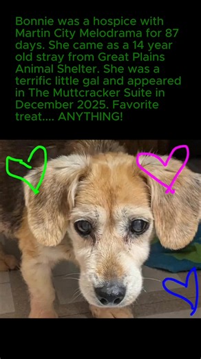 In Memory of Lucky, Millie, Domino, Eli, Maxwell, Buster, Mocca Latte, Bandit, Winston, Popsicle, Frankie 1, Frankie 2, Junior, Shilo, Larry, Charlie, Marla, Tramp, Furbie, Sadie, Bonnie, Adonis, Bella, Jimmy, Monkey, Templeton, Fred, Ginger, Lady Barkle, Pippin, Sugar, Daisy, Pede, Robbie, Roxie, Frosty Face. All these blessed friends have gone to the bridge since 2014. In the last 4 months we lost four more fur family members. In honor of our angels listed , please appreciate our brand new ang