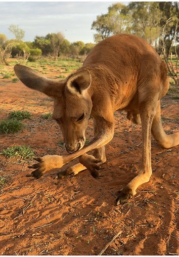 How Kangaroos Stay Cool in Extreme Heat