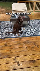 1.8M views · 39K reactions | POV: When losing your chicken sends you...