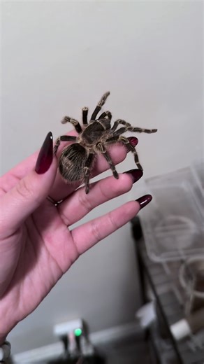 Golden Knee Tarantula: The Perfect Pet