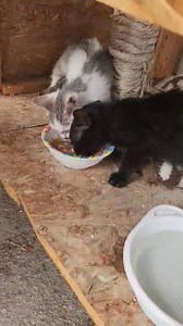 Közvetített gazdikeresők❗️ "Sziasztok! Jelenleg három cuki cica lakik nálunk, akiket az elmúlt héten találtunk a tóparton. Ezek a kis babácskák szerető gazdit keresnek, semmi másra nem vágynak, csak egy kis szeretetre, törődésre. Csak akkor keress, ha vállalod az ivartalanítást és az oltást, hiszen csak így lehetsz felelős gazdi. A cirmos és a fehér-szürke kisfiú, a fekete kislány (foglalt😅). Komoly szándék esetén Miskolc-Budapest vonalon segítek a szállításban. Érd: 06307080779 🤗 (Fotók komme