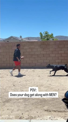Does your CANE CORSO get along With MEN? 👀 #raisingbane #canecorso #bigdogs