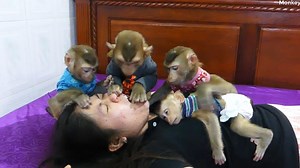 148K views · 348 shares | Ohhoo Funniest Monkey World | Donal And Mori Wonder Why Dodo Try To Check & Pull Tongue Mom Out | Monkey Dodo | Facebook