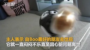 【美国】拥有千万粉丝的网红萌犬Boo去世 被称为世界上最可爱的狗