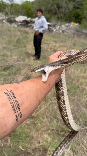 big ol’ texas ratsnake from the first day of april this year! i think one of like 6 or 7 that day a sweet looking prairie king 🔥 #herping #snakes | adventorin