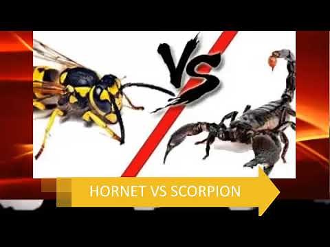 Japanese Bug Fights - Hornet vs Scorpion