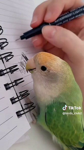 Clever Bird Singing Compilation | Lovebirds, Bird Sounds, and More!