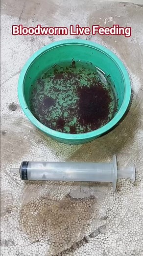 Aquarium Fish Live Feeding with Bloodworms