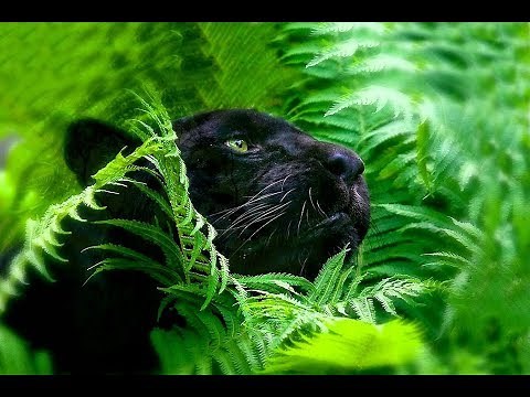 Weightless - Marconi Union (Relax)