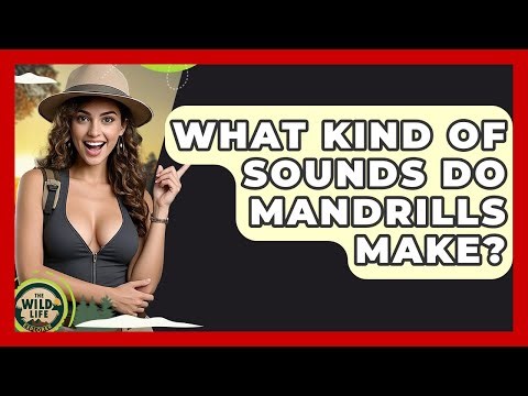 What Kind Of Sounds Do Mandrills Make? - The Wild Life Explorer