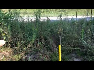 Planting Tulip Poplar Tree & Information (VIDEO 1)