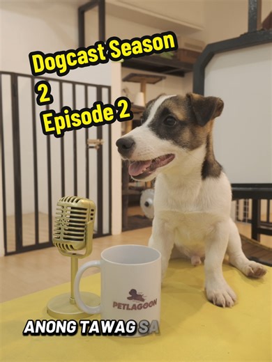 Dogcast Season 2 Episode 2: Labrador and JRT Insights