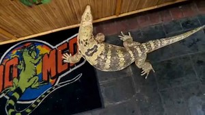 Sulfur water monitor explores zoomed rug!