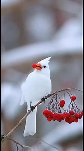 "A white bird in the snow means adapting and remaining calm even in the most difficult of circumstances." #beautiful #white #Cardinals #birds | Cardinal Lover Fans Page