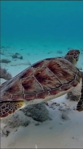 Peaceful Sea Turtle Moments in Stunning 4K – Ocean Relaxation