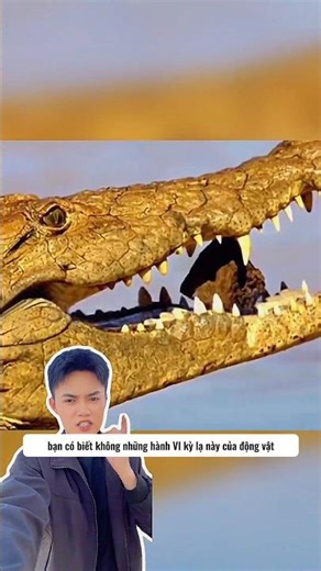 Những hành vi kỳ lạ của động vật🐊🦒
