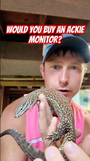 Ackie Monitors are great! #ackiemonitor #lizard #reptiles #pets