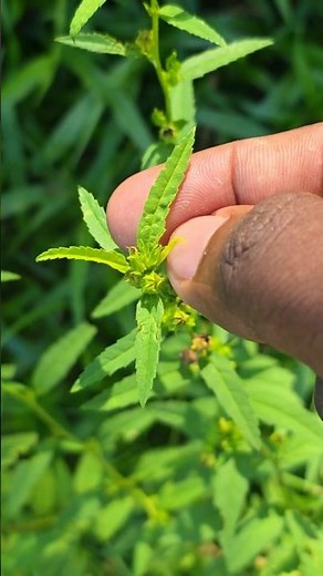 This Plant’s Chemistry Could Surprise You