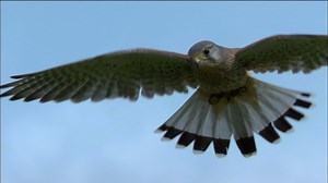 Revealing Kestrel Flight | Nature