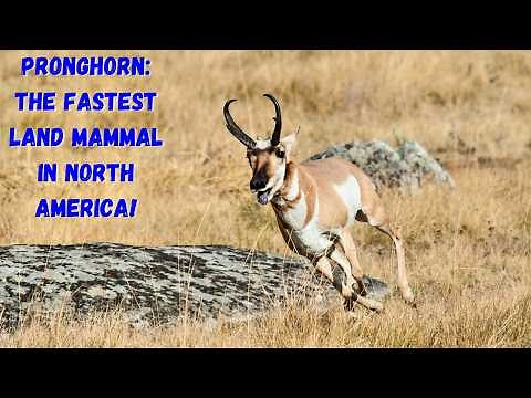 Pronghorns: The Fastest Land Mammal in North America!
