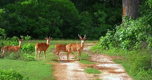 Beautiful Nature Scene Wild Deer Family Stock Footage Video (100% Royalty-free) 18070069 | Shutterstock