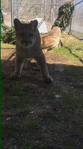 20K views · 755 reactions | Grandfather Mountain's cougar cubs are settling in to their new surroundings purr-fectly! | Grandfather Mountain | Facebook