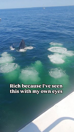 4.2K views · 34K reactions | It is truly incredible to watch humpback...